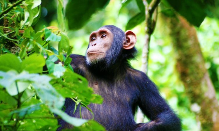 Chimpanzee tracking in Kibale National Park Uganda
