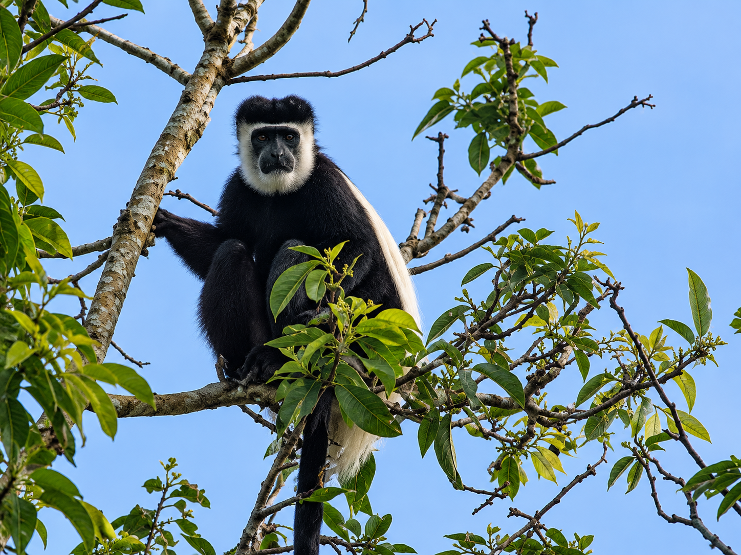 Black-and-white colobus monkey near Kibale Forest Uganda