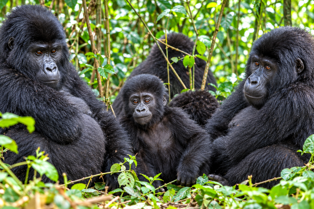 Mountain gorilla family with a young gorilla in a lush forest during a Uganda Wildlife Primates Safari.