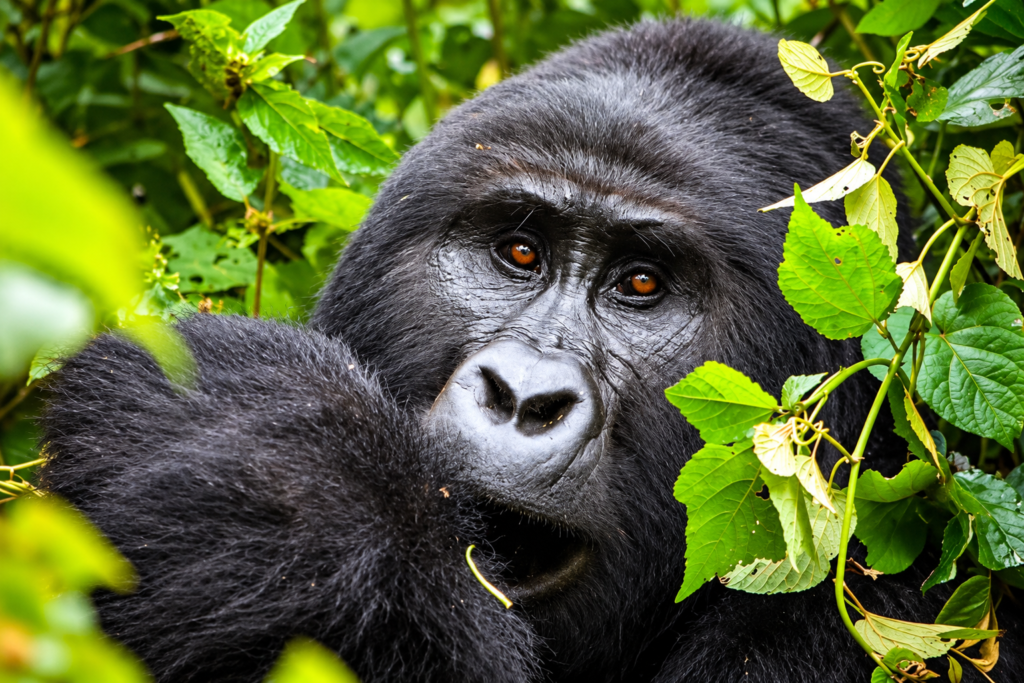 Close-up of a mountain gorilla surrounded by green forest vegetation during a Uganda Wildlife Primates Safari.