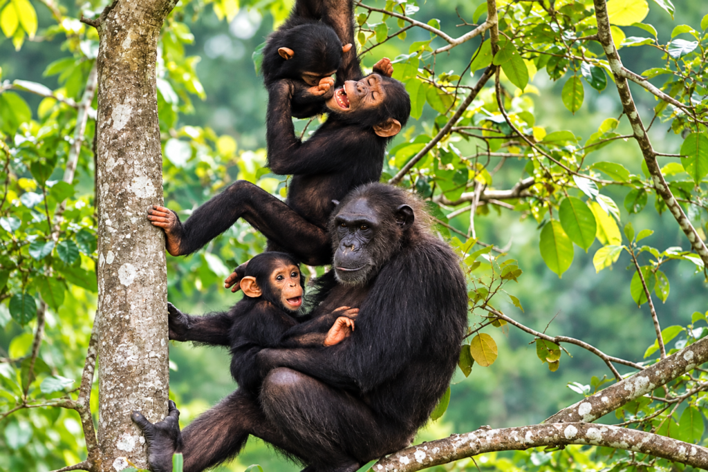 Chimpanzee habituation experience in Uganda