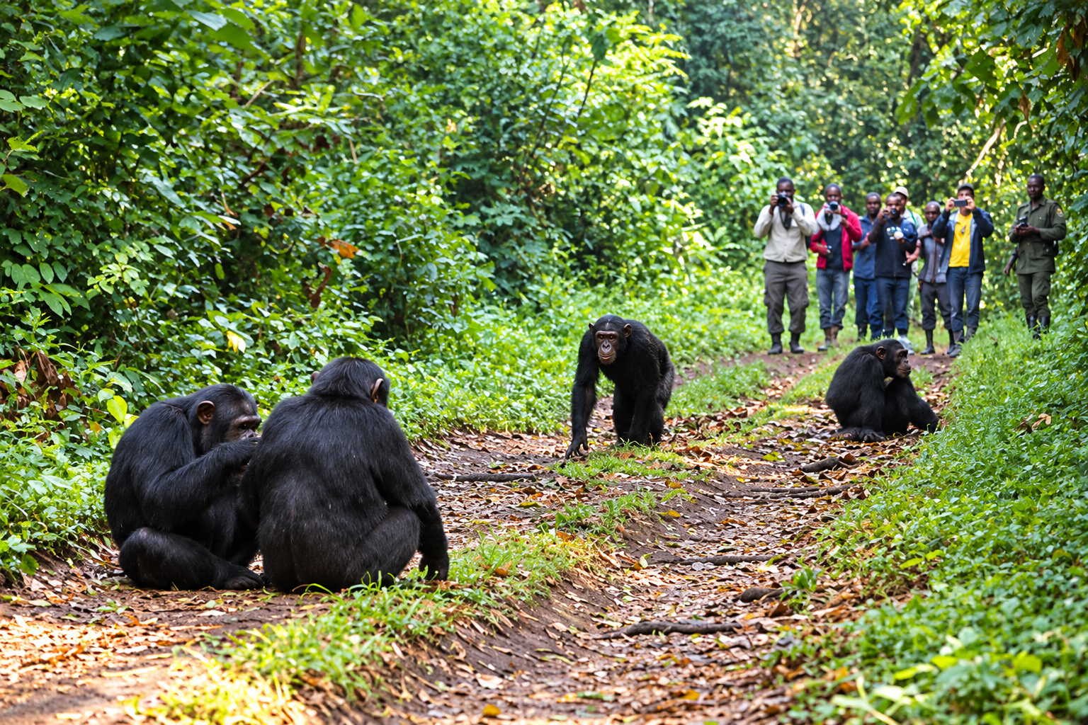 Chimpanzee permits in Uganda for Kibale and Bugoma Forest