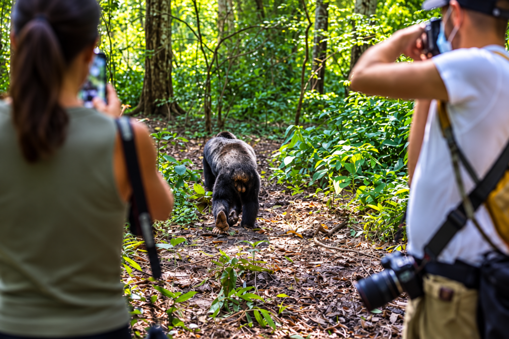 chimpanzee-tracking-kibale-forest-uganda.jpg