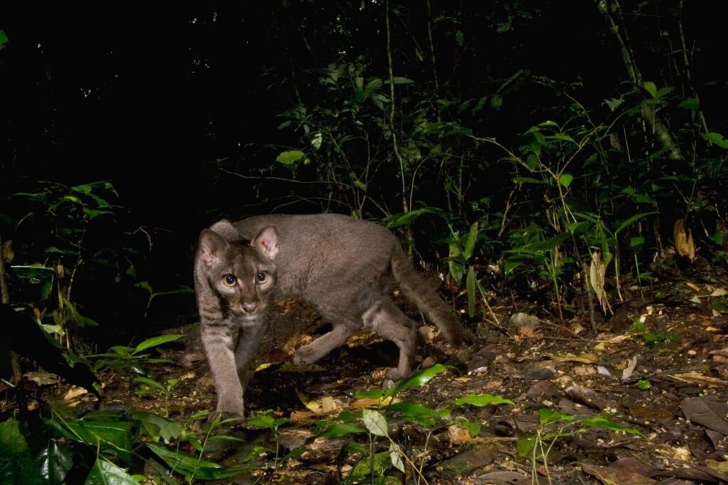Dark grey African golden cat walking past a large tree trunk on a leaf-covered forest floor at night.