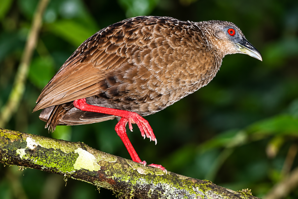 Forest bird during birding in Semliki Uganda