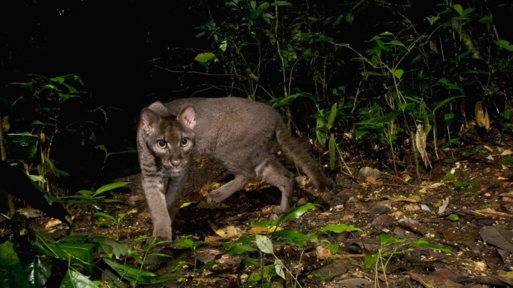 Grey African golden cat walking through a tropical forest at night, photographed by a wildlife camera trap.