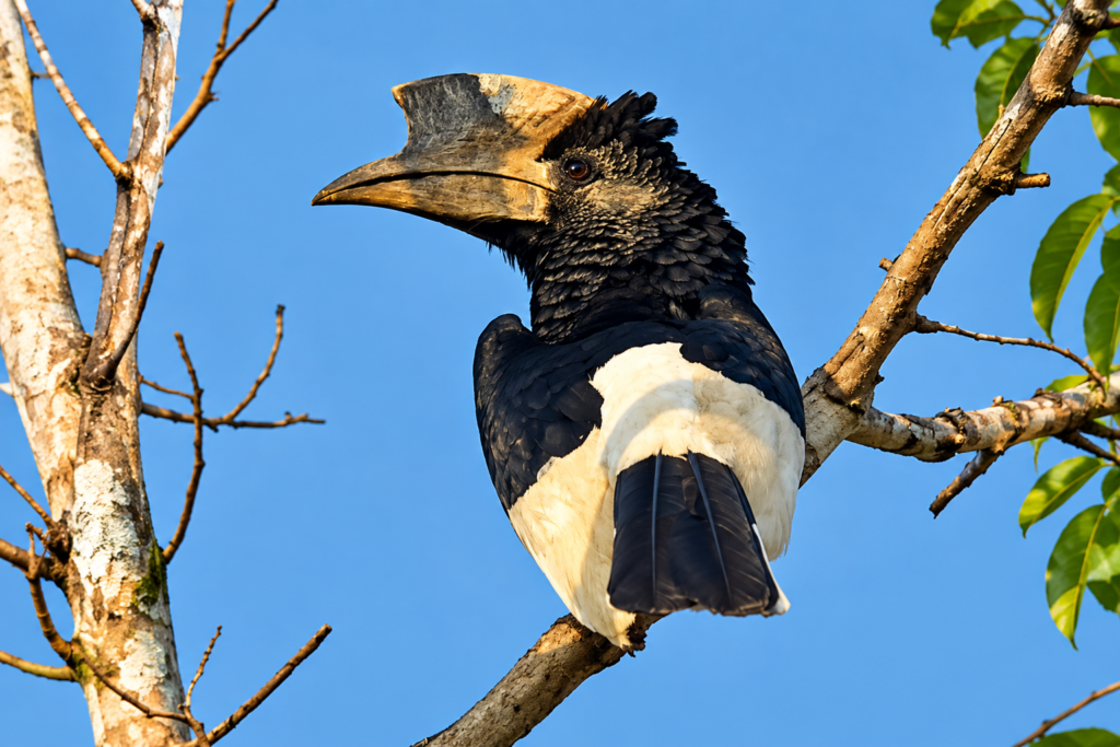 Hornbill representing forest birds found around Kibale Uganda