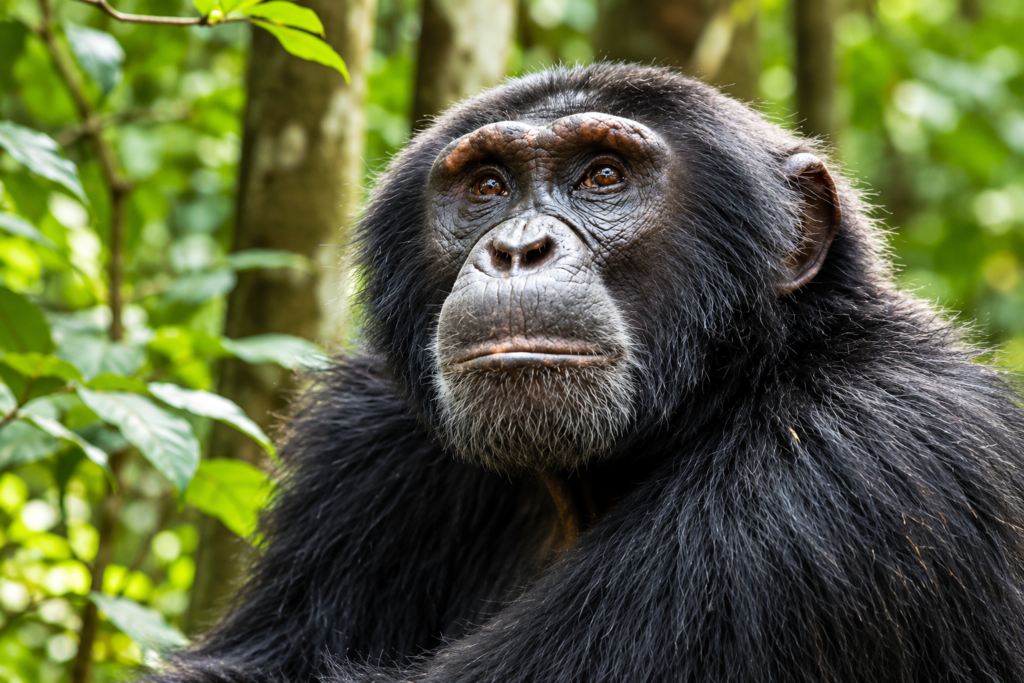 Chimpanzee in Kibale National Park Uganda