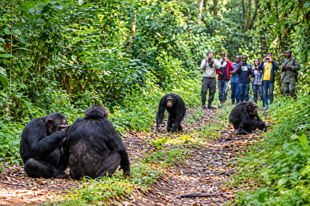 Tourists observing chimpanzees during a Kibale Forest Chimpanzee Safari in Uganda. Kibale Forest Safari featuring a chimpanzee in Uganda's tropical rainforest