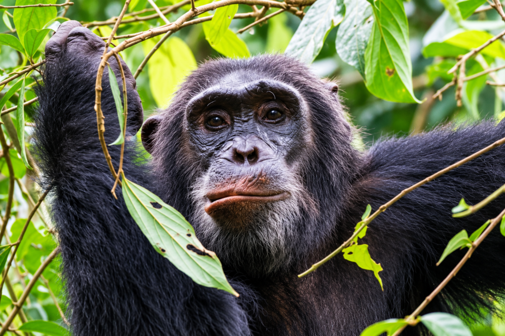 Kibale Forest Safari featuring a chimpanzee in Uganda's tropical rainforest