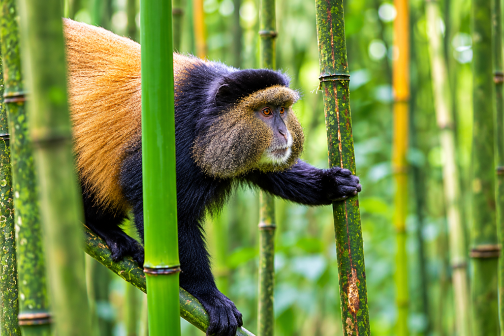 Golden monkey climbing through bamboo forest in Mgahinga Gorilla National Park during a Uganda Wildlife Primates Safari.