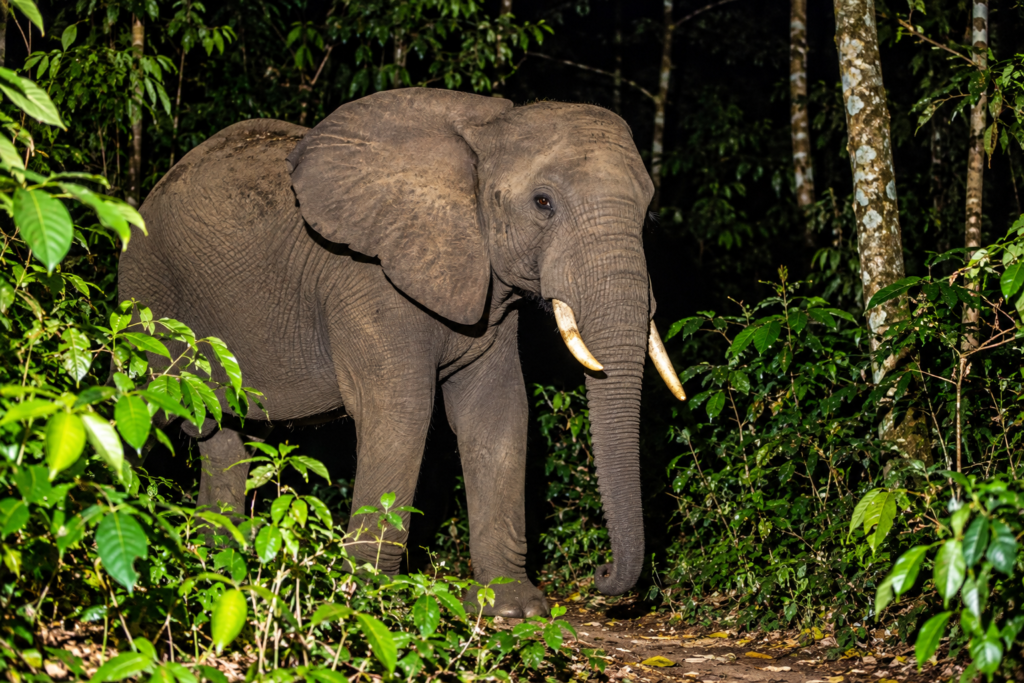 Forest elephant active at night in the Kibale area Uganda
