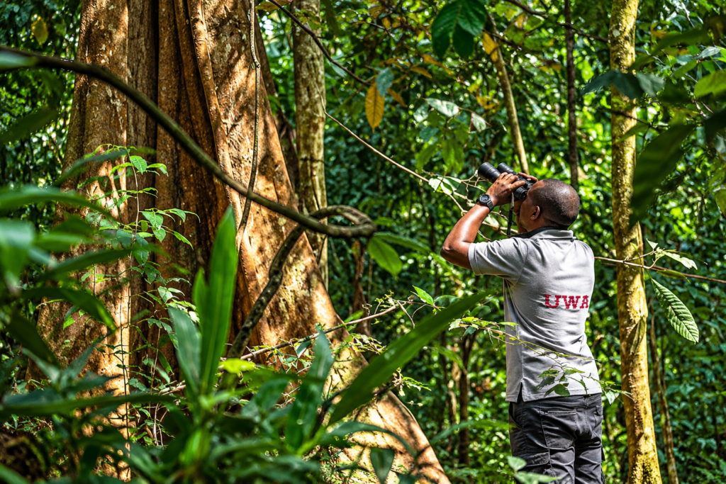 Guide observing wildlife in Bugoma Forest Uganda