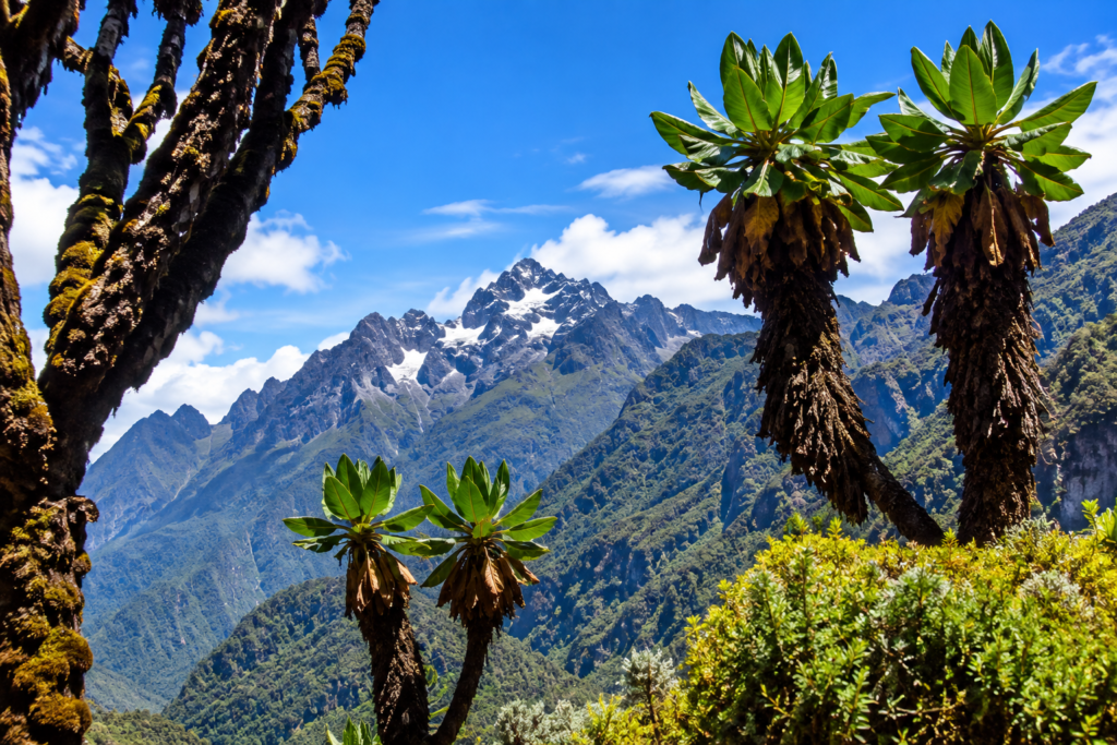 Rwenzori Mountains Uganda with giant lobelias and mountain peaks
