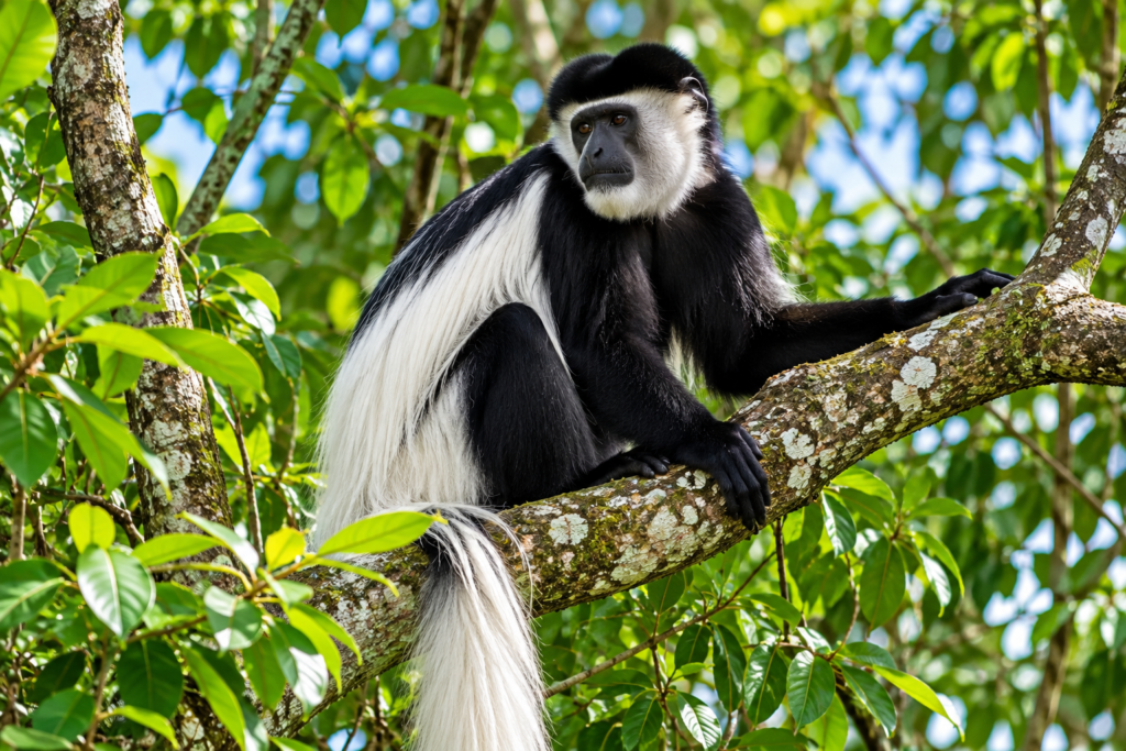 Black and white colobus monkey in tropical forest